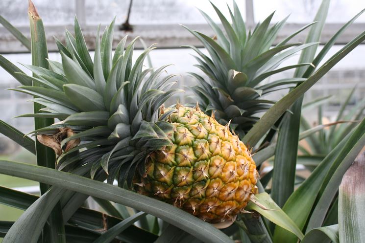 Il gambo d'ananas