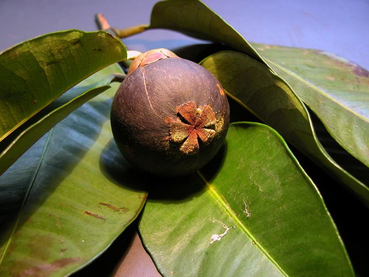 Frutti  Garcinia Mangostana