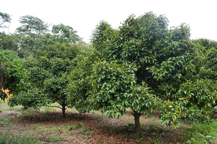 Fiore Garcinia Mangostana