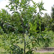 Albero giuggiole