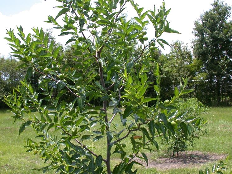 Albero giuggiole