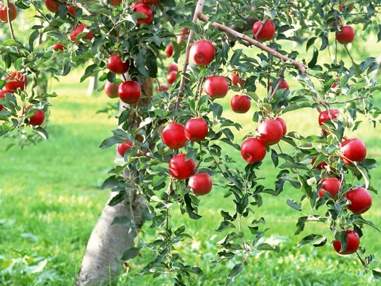 Mele rosse variet albero