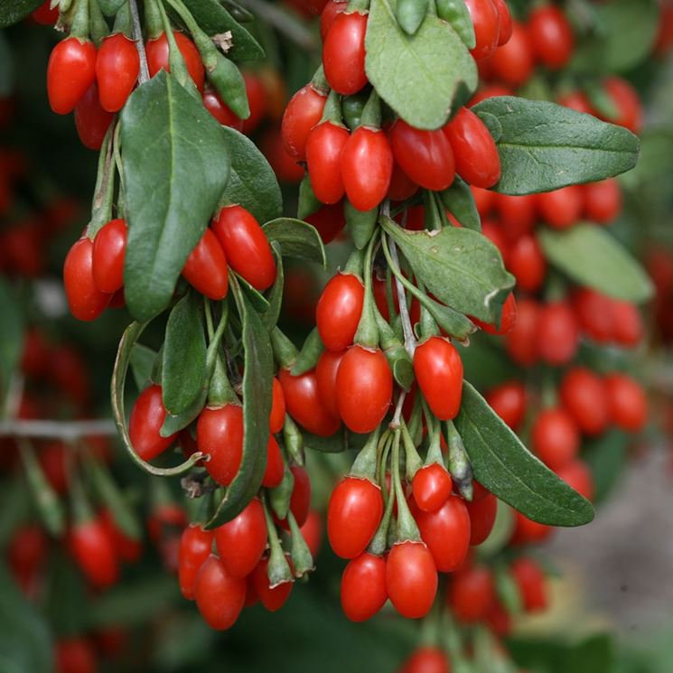 Bacche di goji essiccate