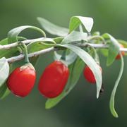 La raccolta delle bacche di goji