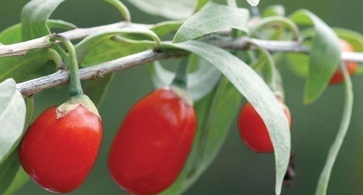 La raccolta delle bacche di goji