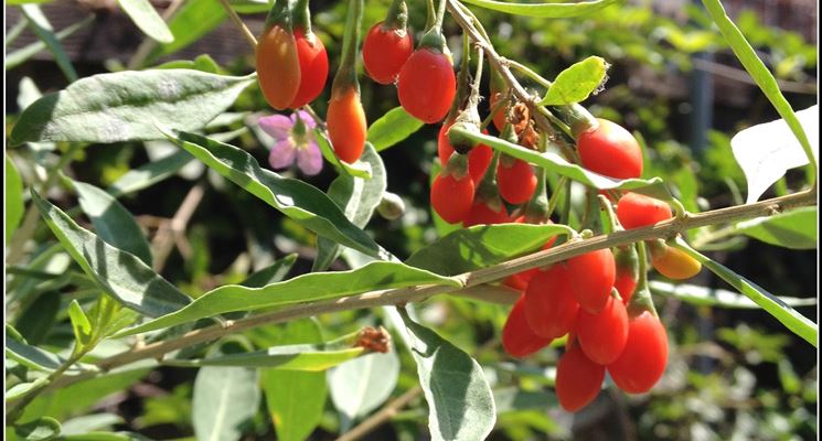 Pianta di goji in vaso