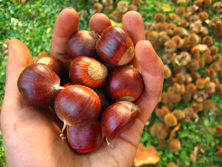 le castagne