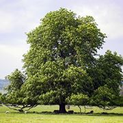 albero di castagno