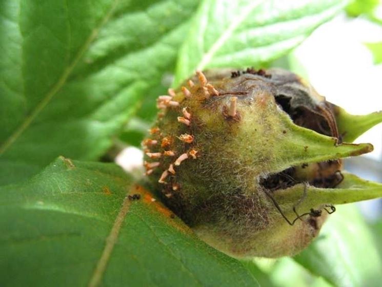 Nespola infestata parassiti