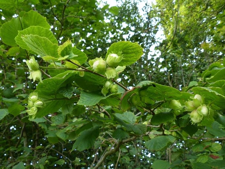 Nocciolo pianta