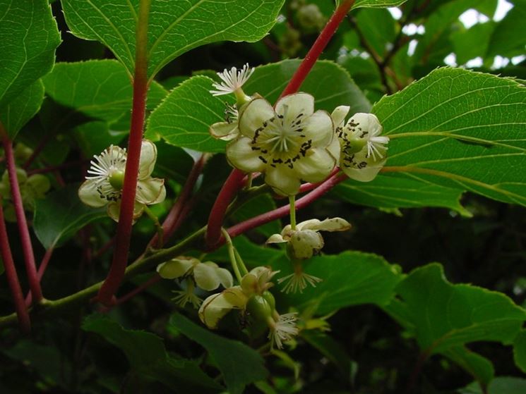 Pianta di kiwi in fiore