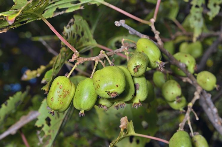 Kiwi, varietà resistente alla batteriosi