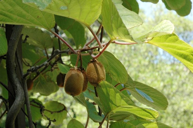 pianta kiwi