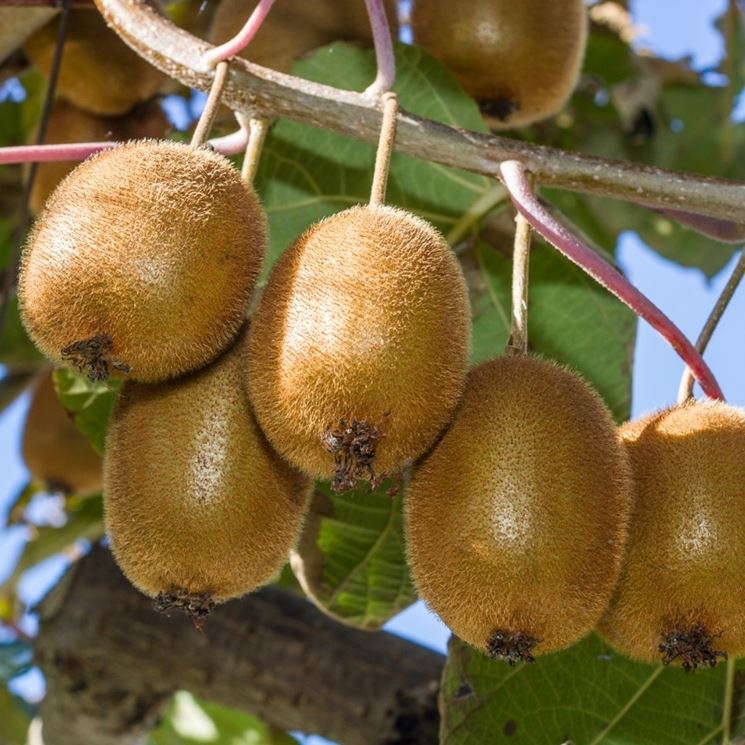 actinidia pianta