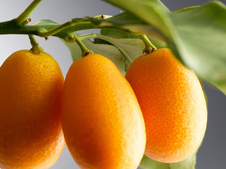 Kumquat