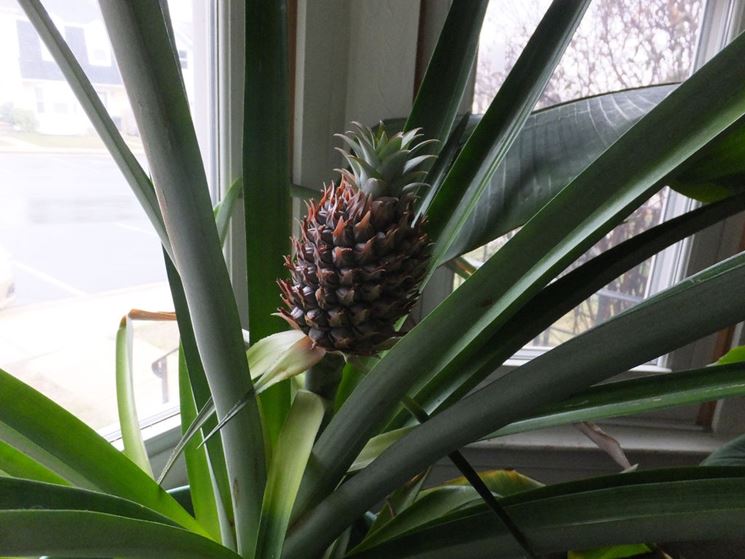 pianta di ananas