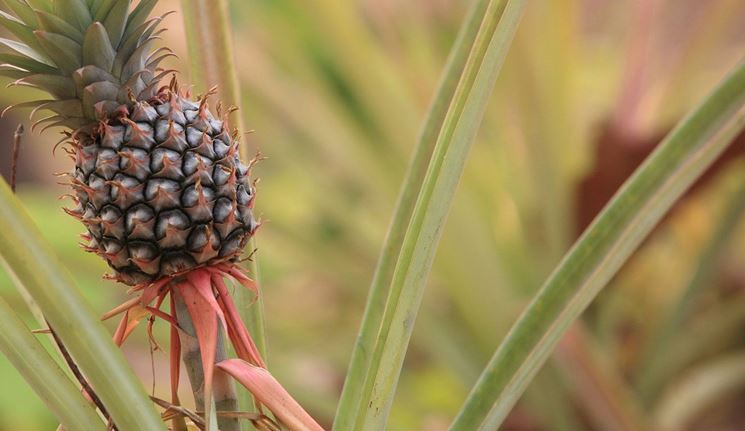 ananas cosmosus