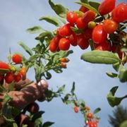 Le bacche di goji Dukan