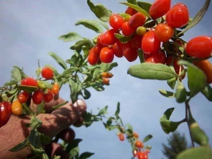 Le bacche di goji Dukan