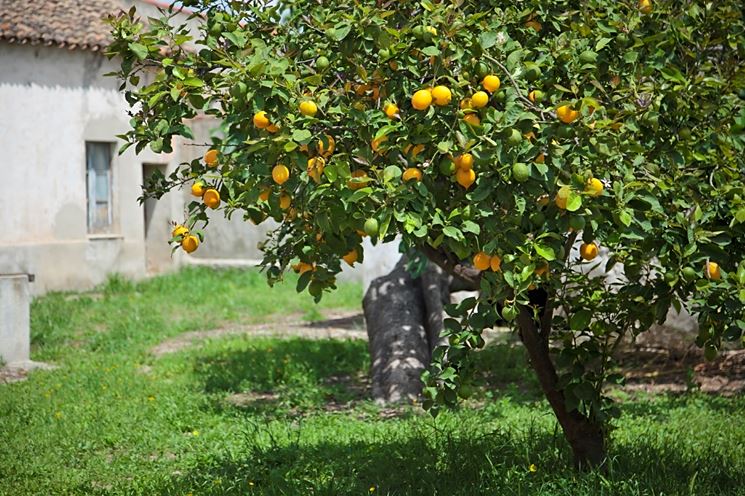 Ramo di limoni