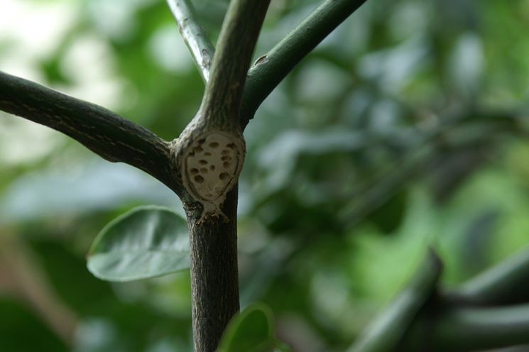 Coccinella e colonia di afidi