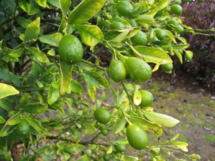 Mandarini cinesi maturazione