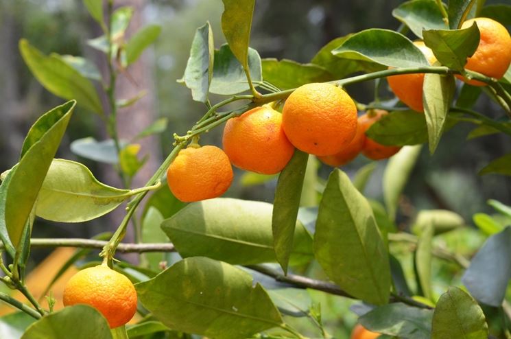 Calamondino