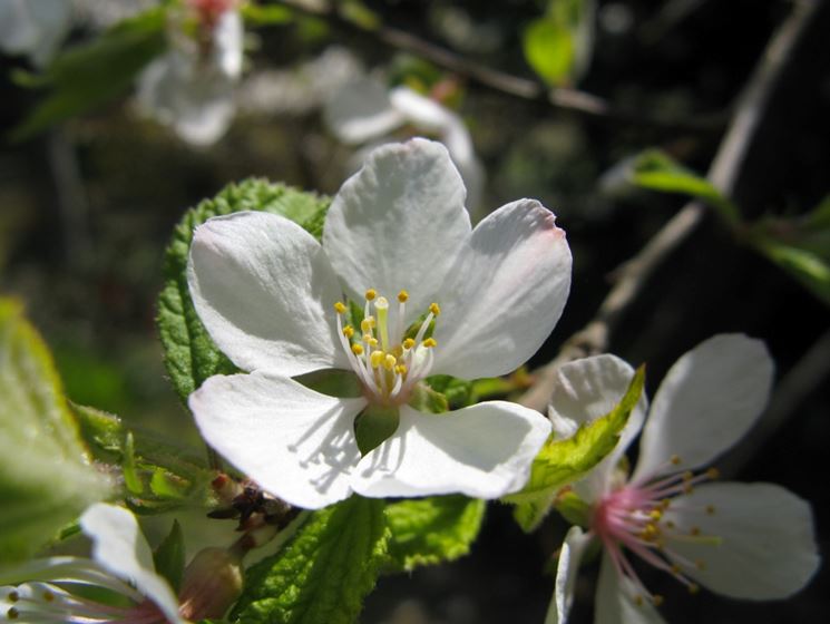 Amolo fiore