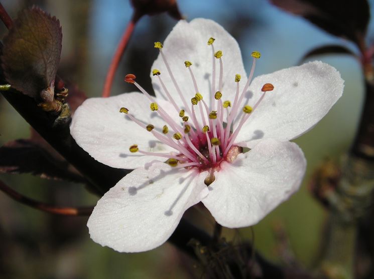 Fiore albero frutto