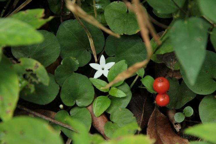 Fiore di mirtillo rosso