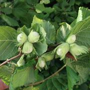 Albero Nocciolo