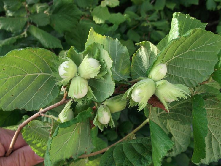 Albero Nocciolo