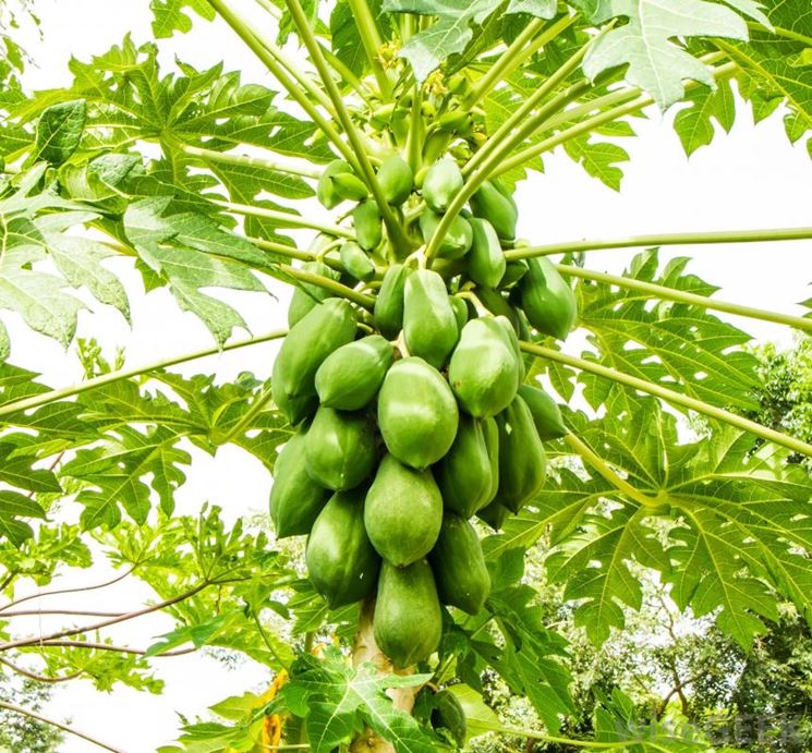 Albero, foglie e frutti