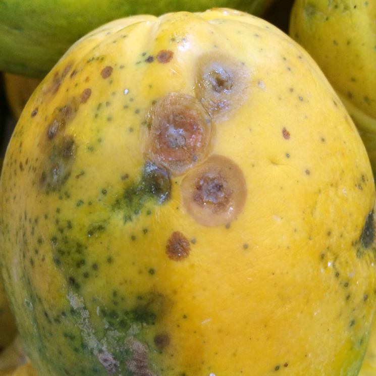 Papaya antracnosi