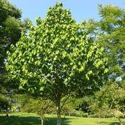 papaya pianta