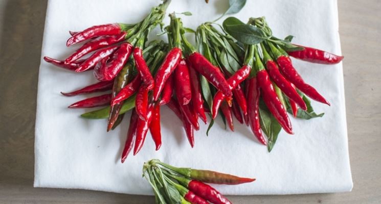 peperoncino jalapeno