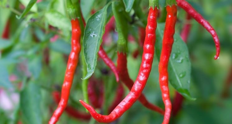 peperoncino messicano in vaso