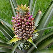 infruttescenza della pianta dell'ananas