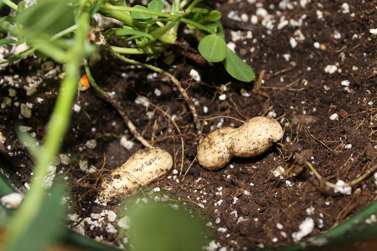 Immagine di un campo di arachidi