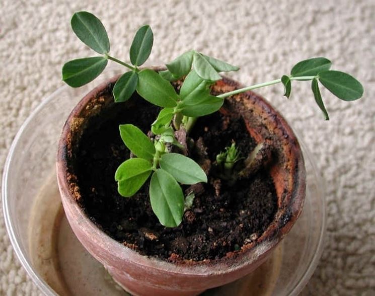 Arachide germogliata in vaso