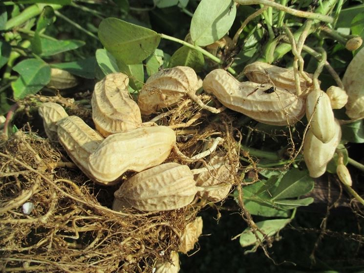 Arachidi pronte per l'essiccatura