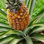 Frutto della pianta di Ananas