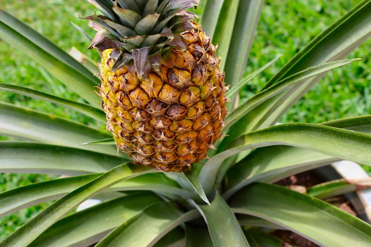 Frutto della pianta di Ananas