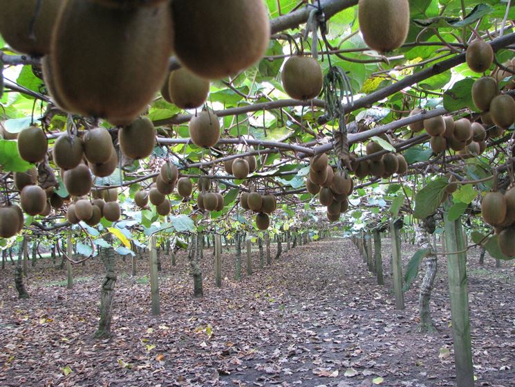 Coltivazione di piante da kiwi