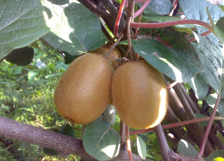 kiwi maturi