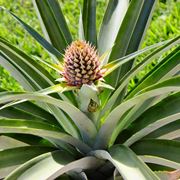 Una pianta di ananas in vaso