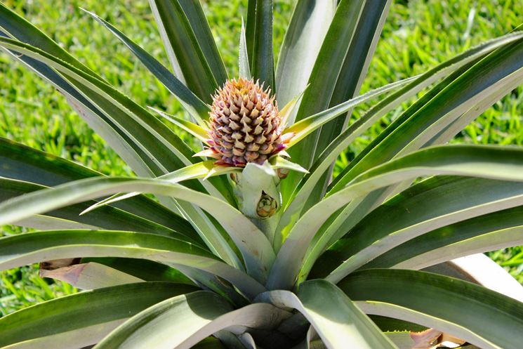 Una <em>pianta di ananas</em> in vaso