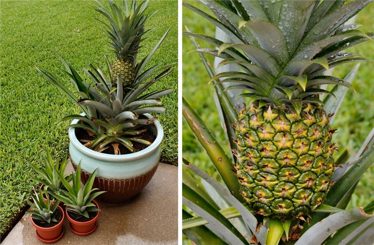 Tutto il necessario per piantare ananas