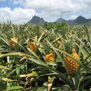 albero di ananas