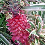 ananas pianta